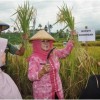 Panen Padi di Desa Cidahu Kecamatan Pasawahan